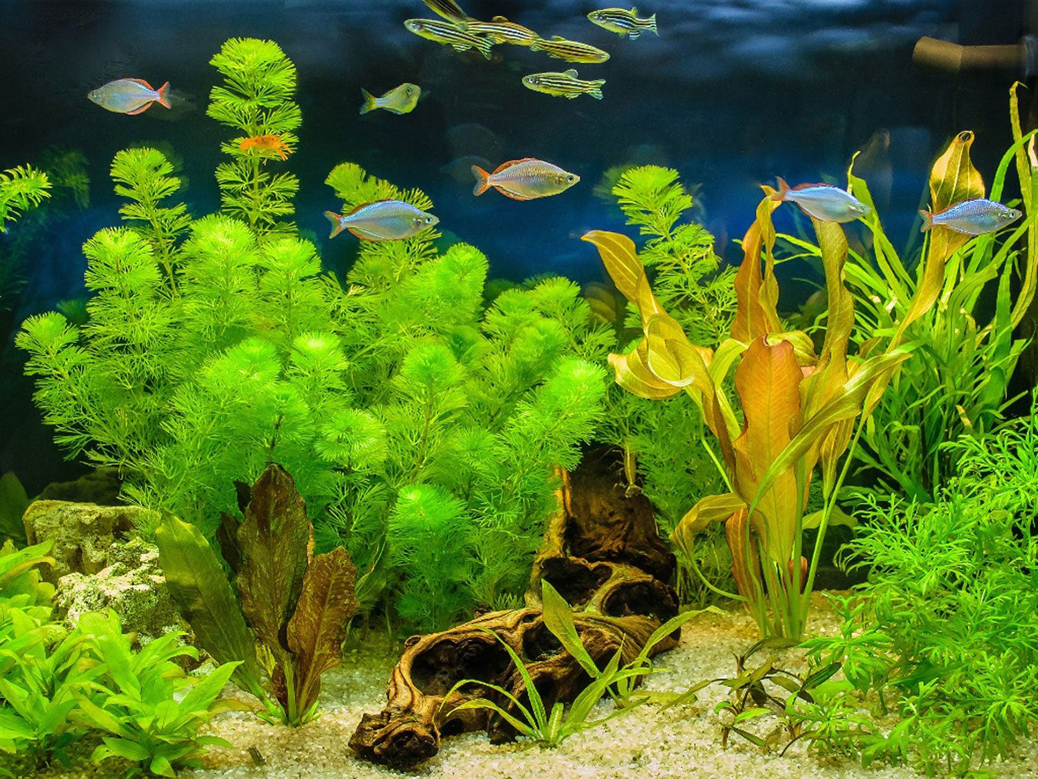 Freshwater Aquarium Plants