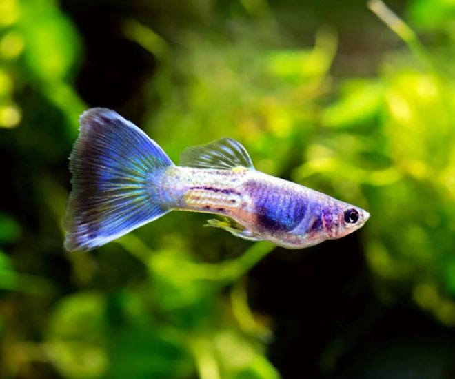 Guppy & Endler