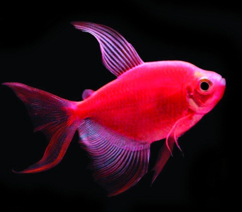 Tetra