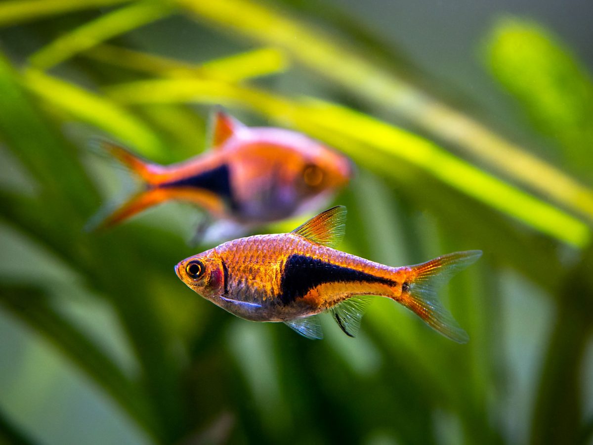 Rasbora