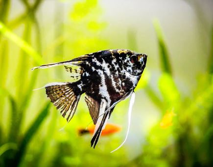 Angelfish