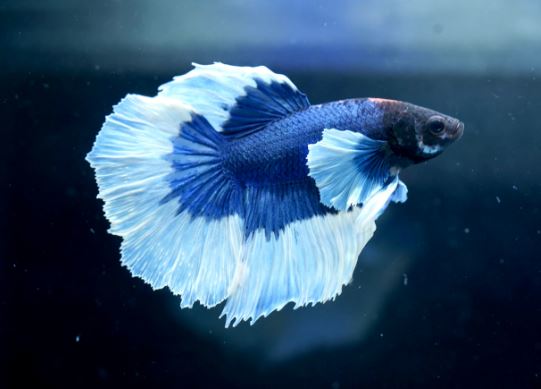 Betta