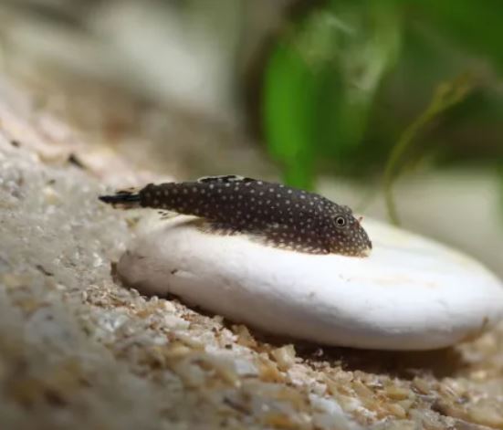 Loach