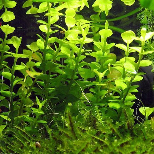 Aquarium Plants