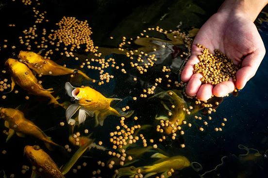 Fish Food