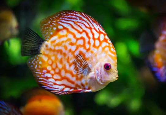 Fresh Water Fish