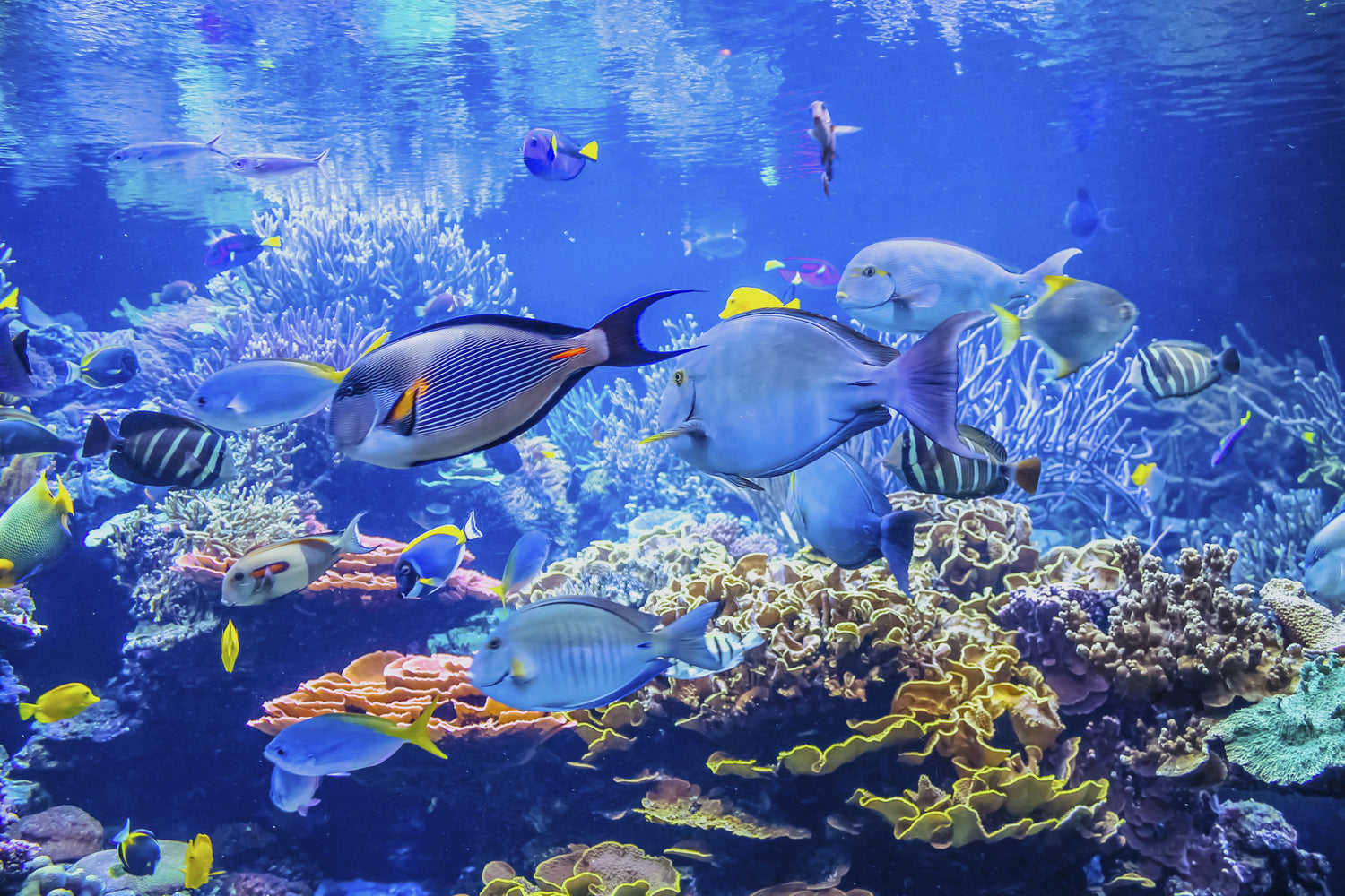 Salt Water Fish