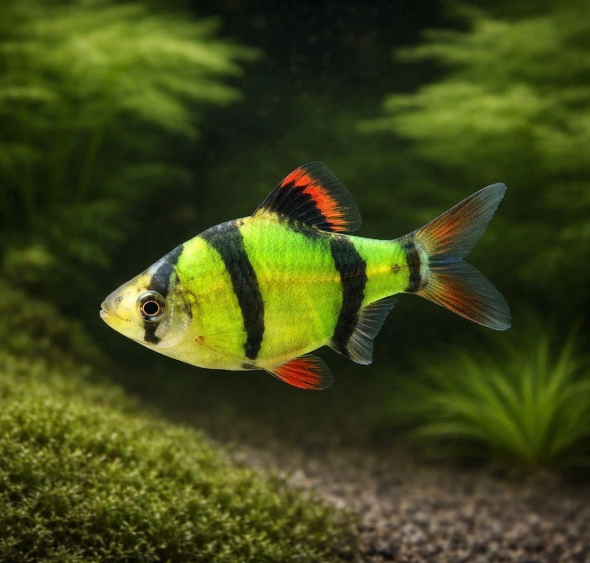 5 Electric Green GloFish Barb