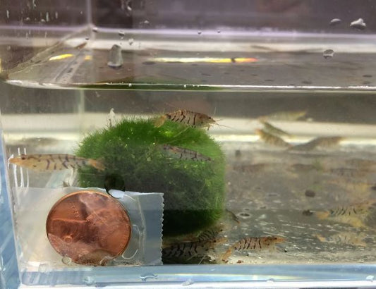 Tiger Shrimp