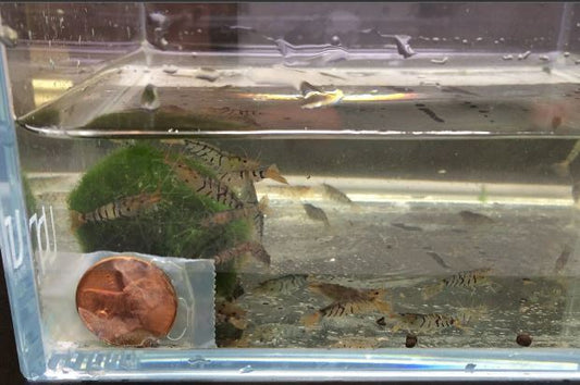 Tiger Shrimp