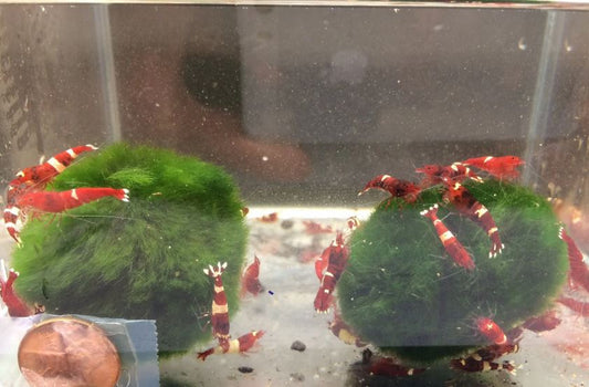 Red King Kong Shrimp