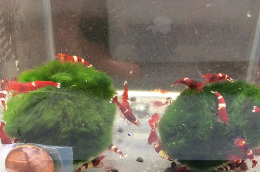 Red King Kong Shrimp