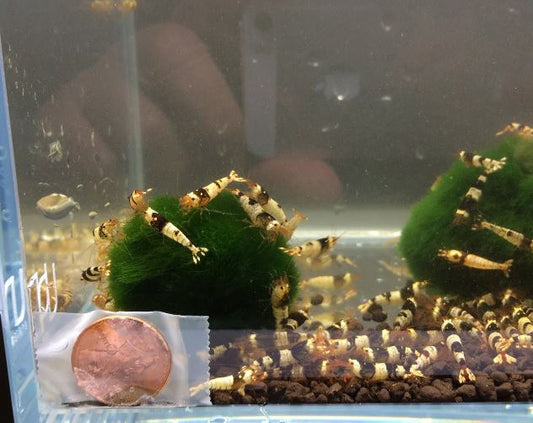 Black Crystal Shrimp (Grade S)
