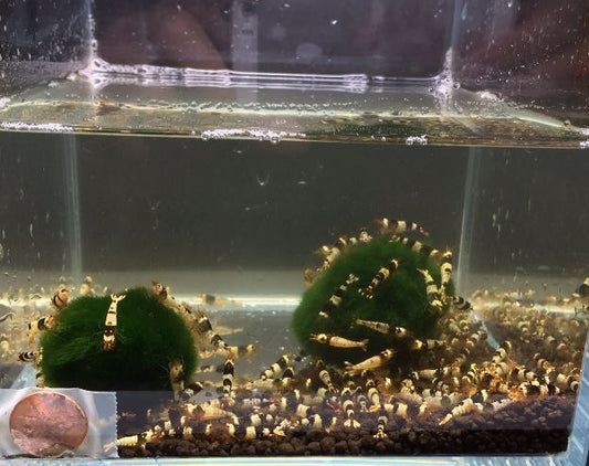 Black Crystal Shrimp (Grade S)