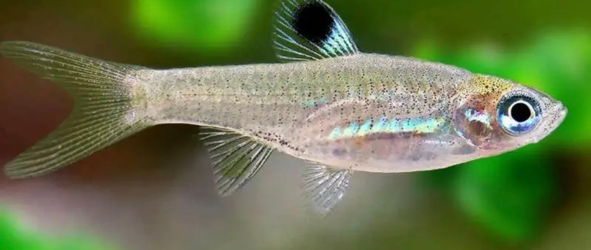 10 Emerald Eye Rasbora