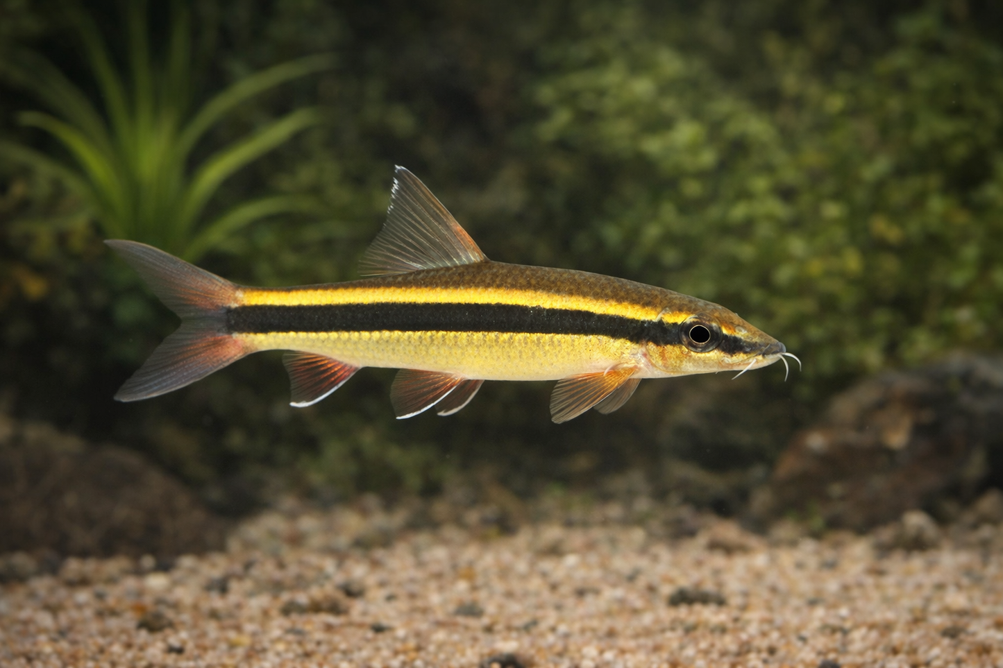 8 Siamese Algae Eater