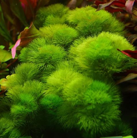 CABOMBA GREEN 1 bunch-Freshwater Aquatic Live Plants