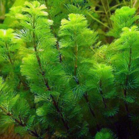 CABOMBA GREEN 1 bunch-Freshwater Aquatic Live Plants