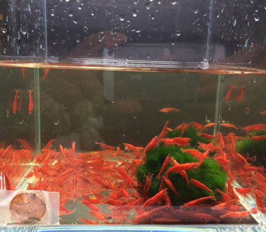 Red Cherry Shrimp
