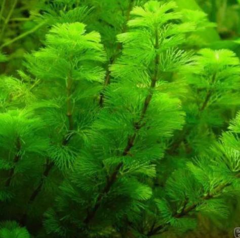 CABOMBA GREEN 1 bunch-Freshwater Aquatic Live Plants