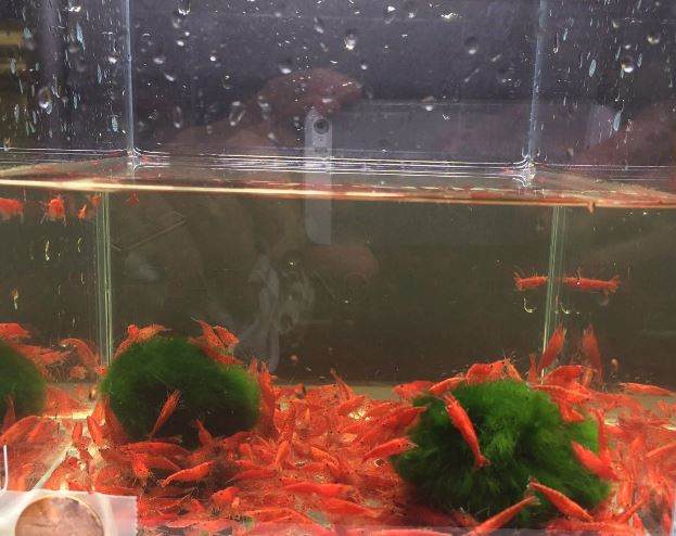 Red Cherry Shrimp