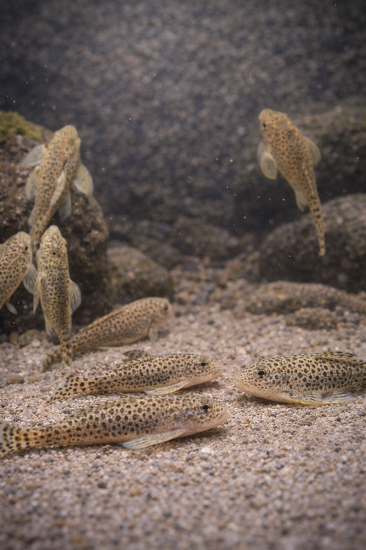 2 Hillstream Loach / Chinese Butterfly Pleco (Size M)