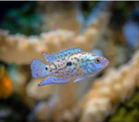 Electric Blue Jack Dempsey