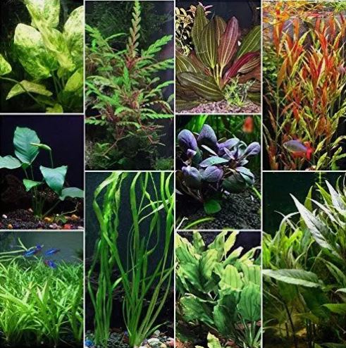Beginner 10 Aquarium Live Plants Bundle Pack (10 Plants) Live Aquarium Plants