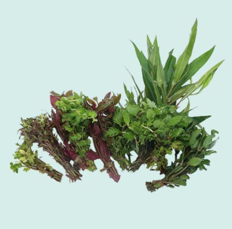 Beginner 10 Aquarium Live Plants Bundle Pack (10 Plants) Live Aquarium Plants