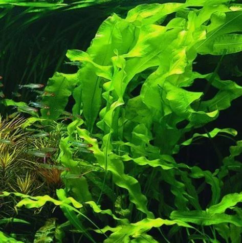 APONOGETON ULVACEUS 1 BULB