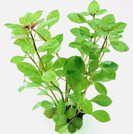 LUDWIGIA REPENS -Freshwater Aquatic Live Plants