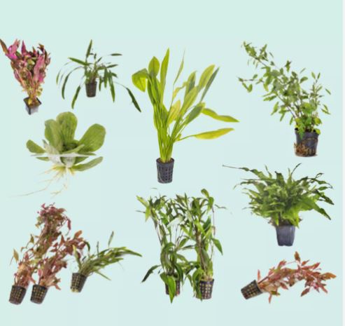 Beginner 10 Aquarium Live Plants Bundle Pack (10 Plants) Live Aquarium Plants