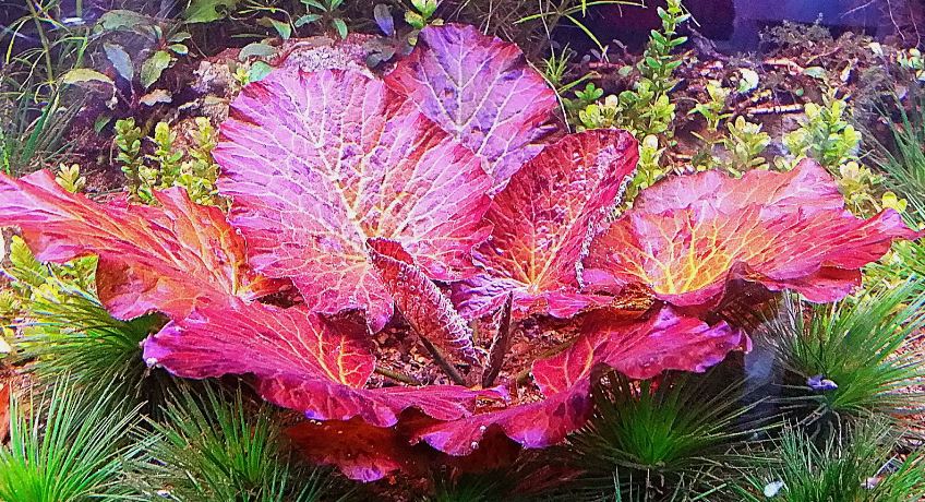 RED TIGER LOTUS 1 PLANT - NYMPHARA ZENKERI