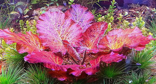 RED TIGER LOTUS 1 PLANT - NYMPHARA ZENKERI