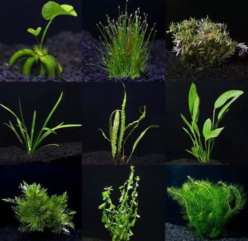 Beginner 10 Aquarium Live Plants Bundle Pack (10 Plants) Live Aquarium Plants