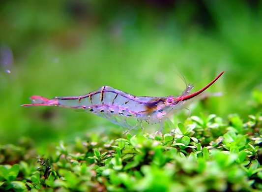 Rudolph Shrimp