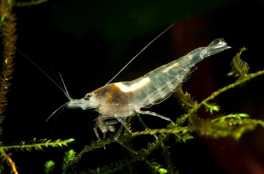 Snowball Shrimp
