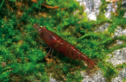 Chocolate Shrimp