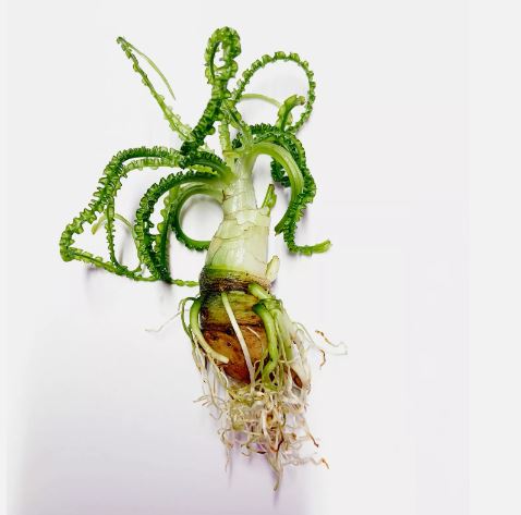 Crinum Calamistratum