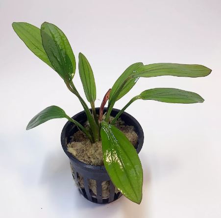 ECHINODORUS ROSE IN POT -Freshwater Aquatic Live Plants