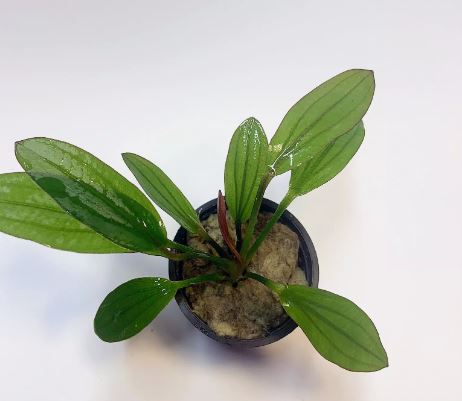 ECHINODORUS ROSE IN POT -Freshwater Aquatic Live Plants