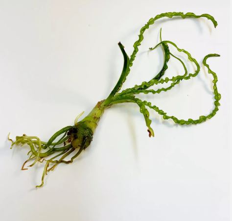Crinum Calamistratum