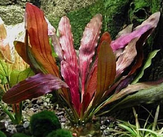 ECHINODORUS ROSE IN POT -Freshwater Aquatic Live Plants
