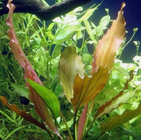 ECHINODORUS ROSE IN POT -Freshwater Aquatic Live Plants