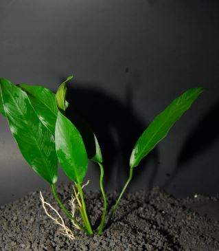 ANUBIAS CONGENSIS -Freshwater Aquatic Live Plants