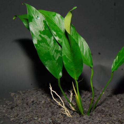 ANUBIAS CONGENSIS -Freshwater Aquatic Live Plants