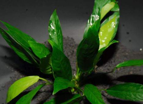 ANUBIAS CONGENSIS -Freshwater Aquatic Live Plants