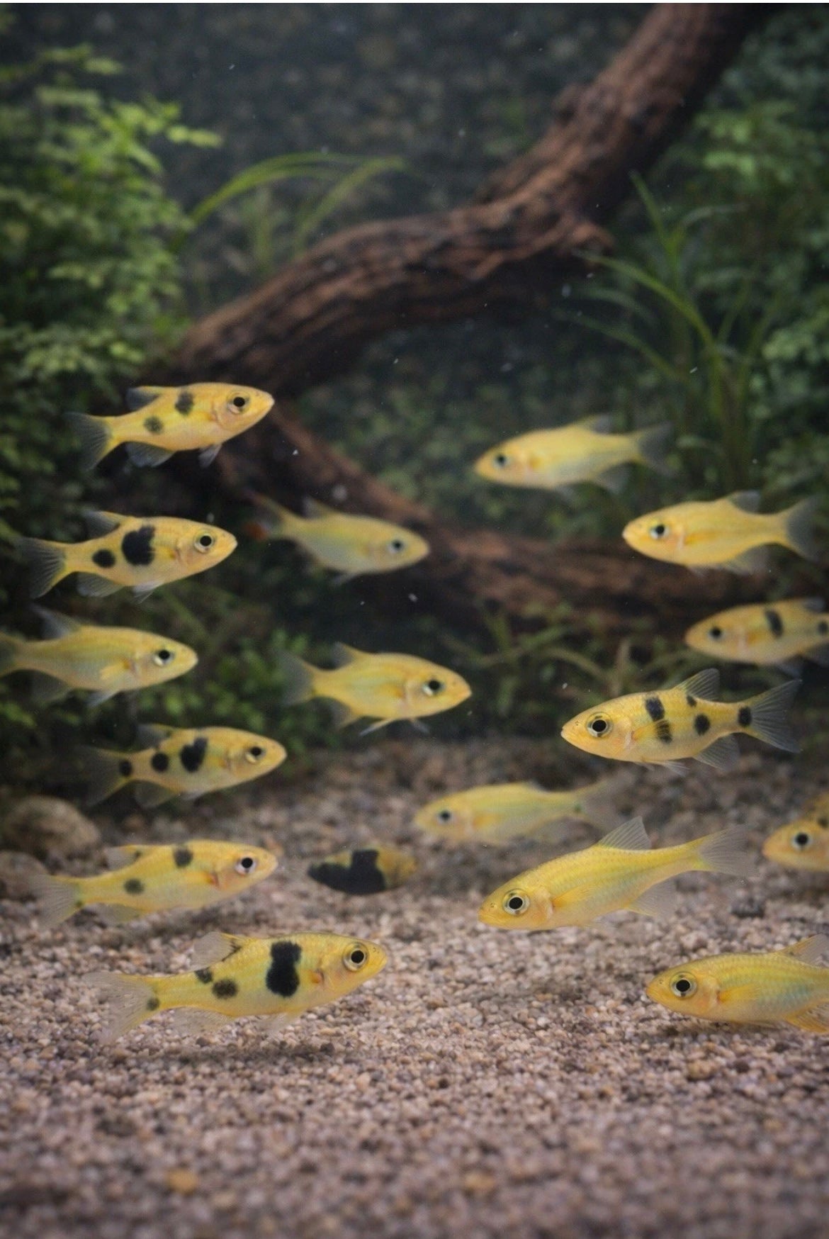 2 Apistogramma Nijsseni