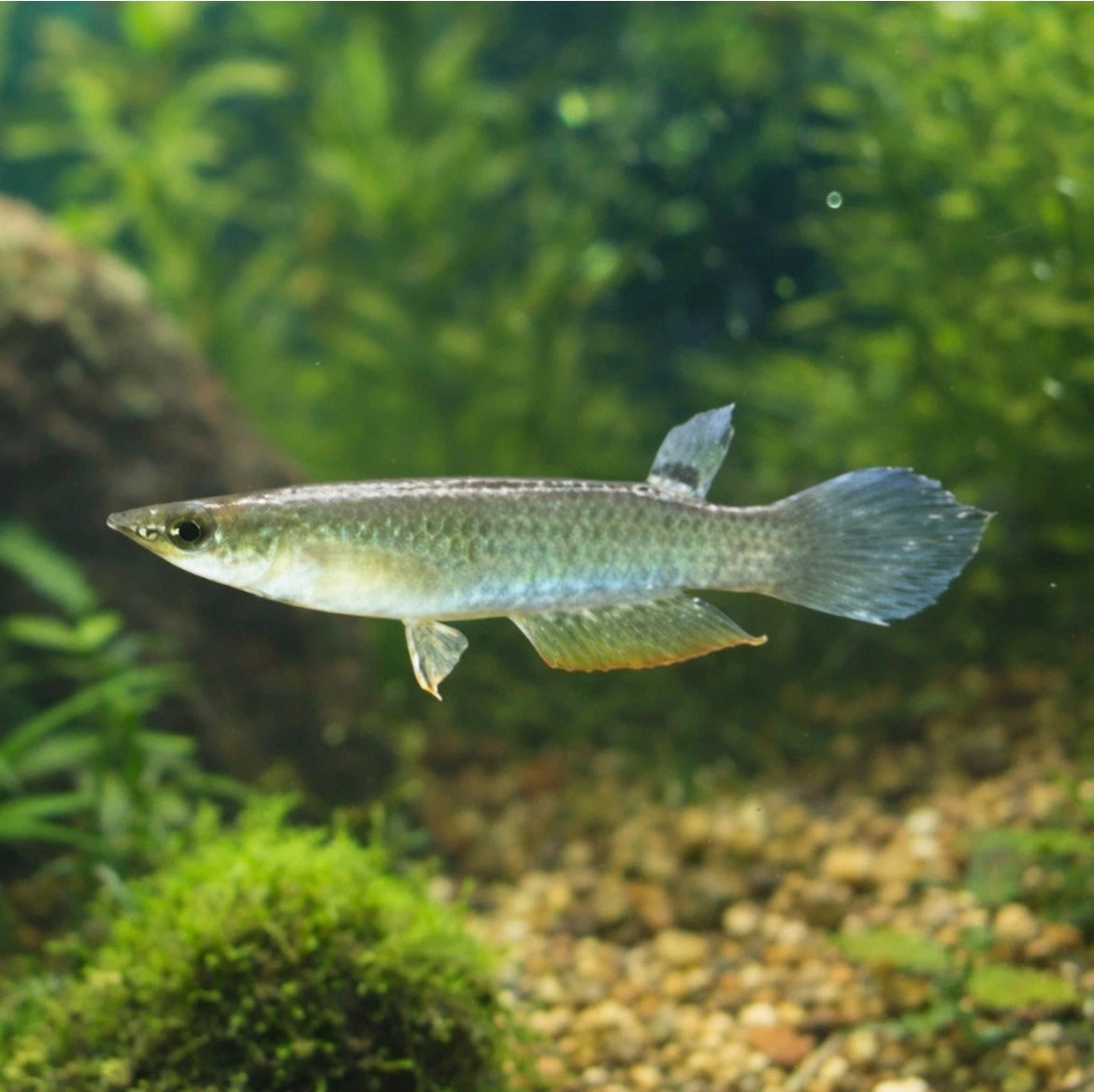 4 Blue Wonder Killifish