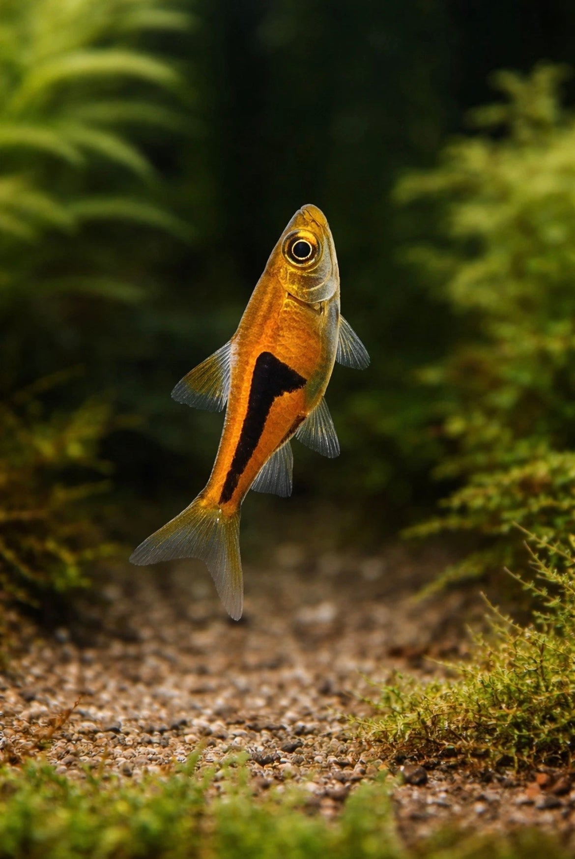 6 Pork Chop Rasbora